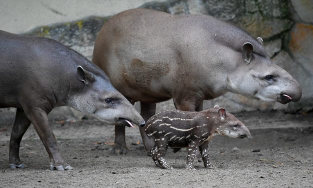 Grădina Zoologică din Debrecen are o nouă vedetă