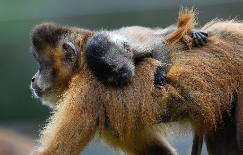 Pui de maimuță capucin în Grădina Zoologică din Debrecen