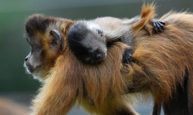 Pui de maimuță capucin în Grădina Zoologică din Debrecen