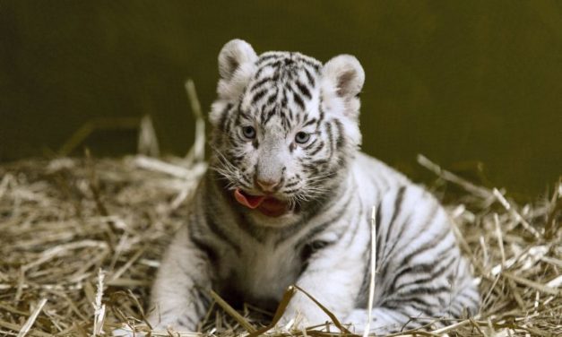 FOTO: Patru tigri albi s-au născut într-o grădina zoologică din Ungaria