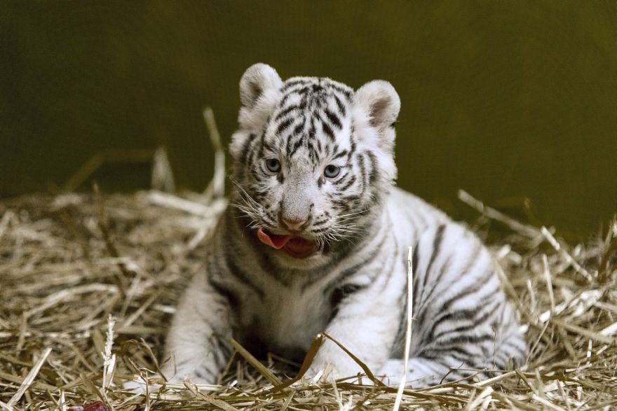 FOTO: Patru tigri albi s-au născut într-o grădina zoologică din Ungaria