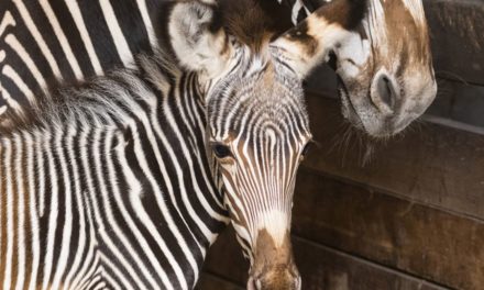 FOTO: În prima zi din 2019 s-a născut o zebră în Grădina Zoologică din Nyíregyháza