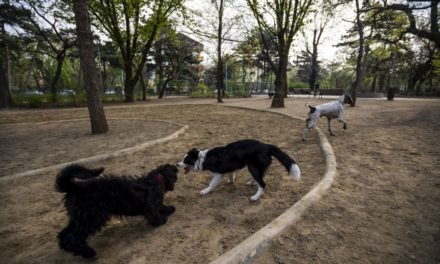 FOTO: Număr record de vizitatori într-un Parc de Distracții pentru Câini din Budapesta