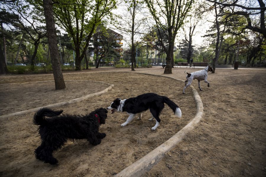 FOTO: Număr record de vizitatori într-un Parc de Distracții pentru Câini din Budapesta