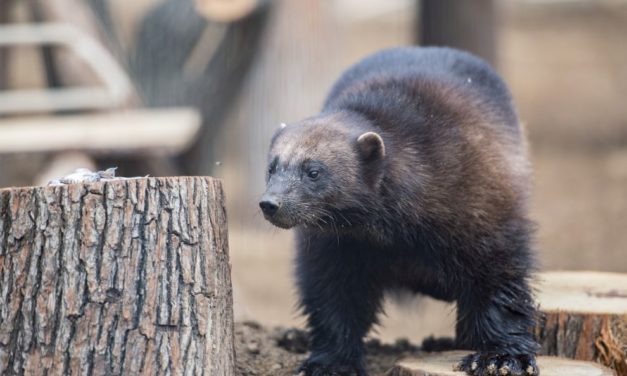 FOTO: VADIM, jderul-flămânzilă a fost primit cu brațele deschise de un Zoo din Ungaria